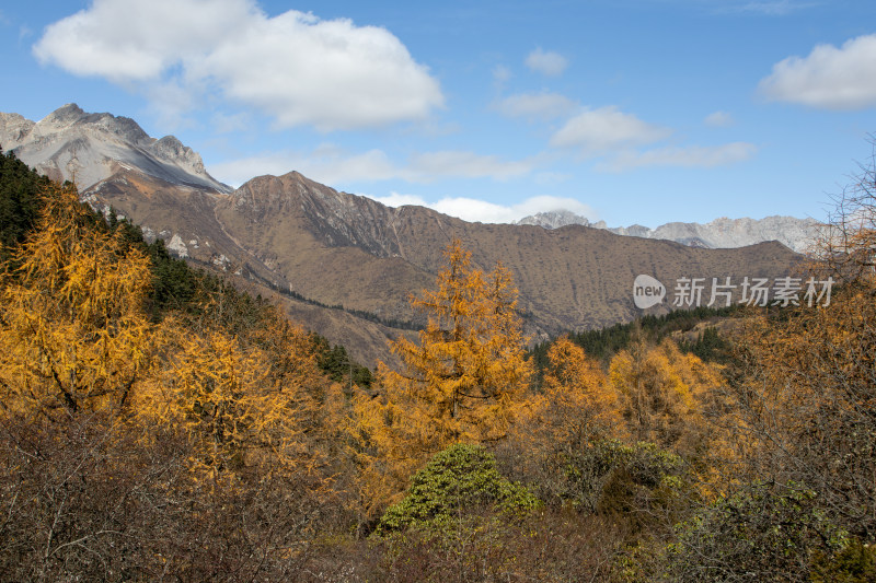 秋日山间金黄的落叶松红杉树