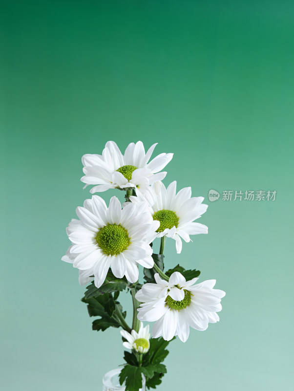 绿色背景上的一束白色的菊花