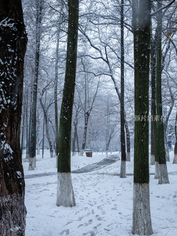 雪中树林小路 冬日唯美自然景观