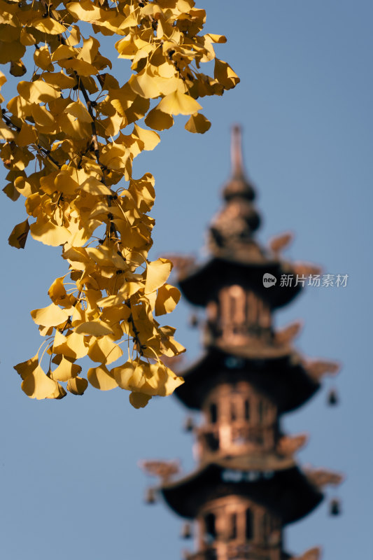 柳州灵泉寺-银杏叶与佛塔