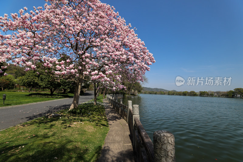 杭州西湖第一名园西湖国宾馆 湖边的玉兰花