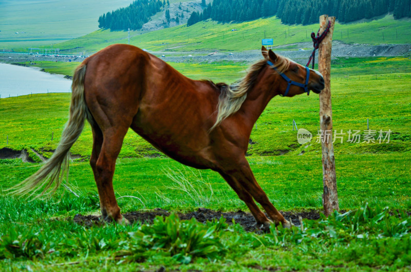 新疆博州赛里木湖畔草原牧场马匹