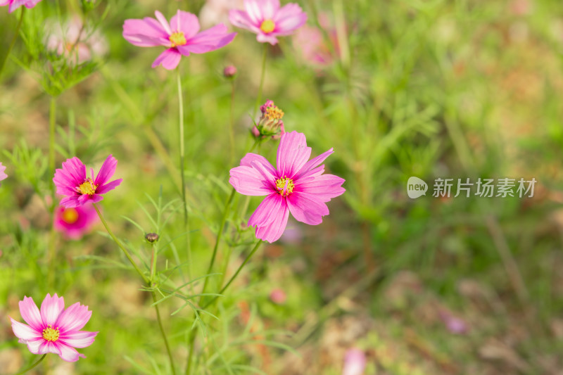 夕阳下的格桑花或波斯菊