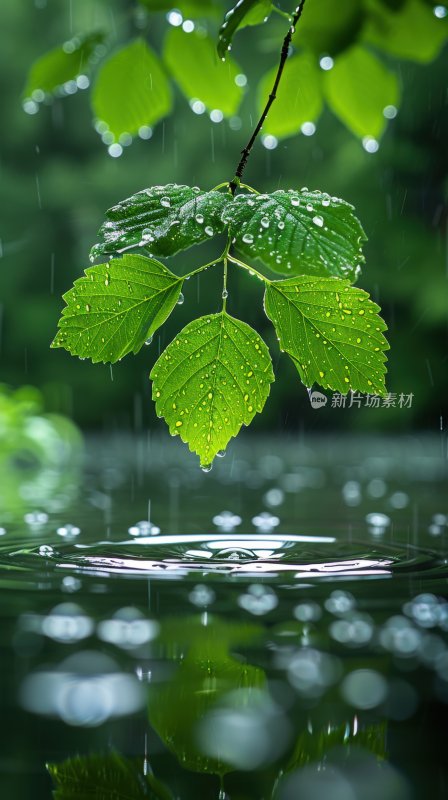 雨后植物绿叶水面树叶水珠生态背景