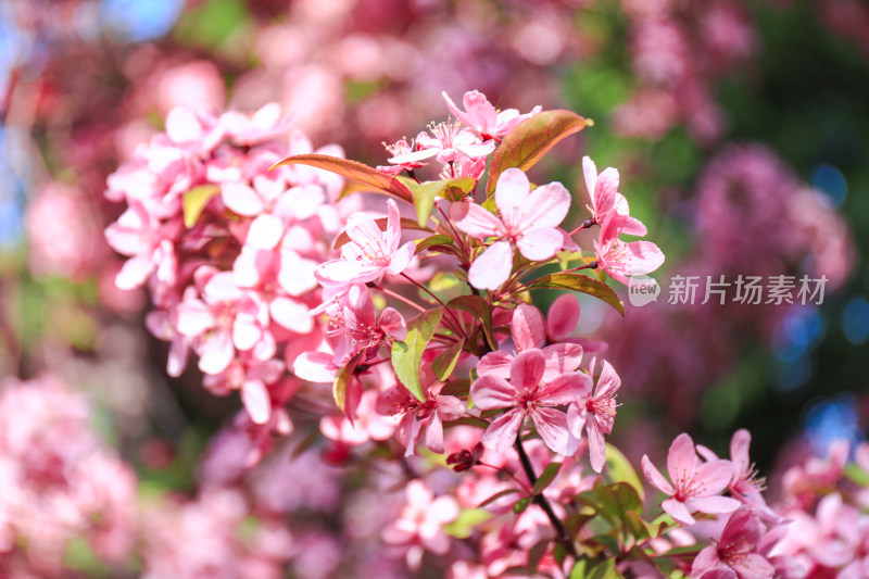 四月春天北美海棠花治愈