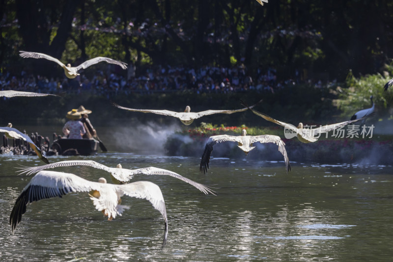 广州长隆飞鸟乐园百鸟飞歌