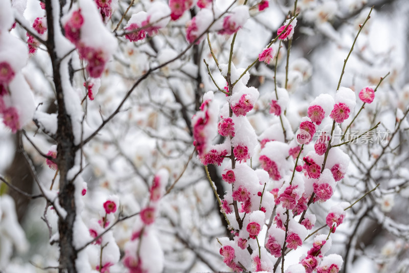 春天公园里雪中盛开的梅花