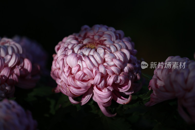 杭州植物园菊花展盛开的粉红色菊花特写