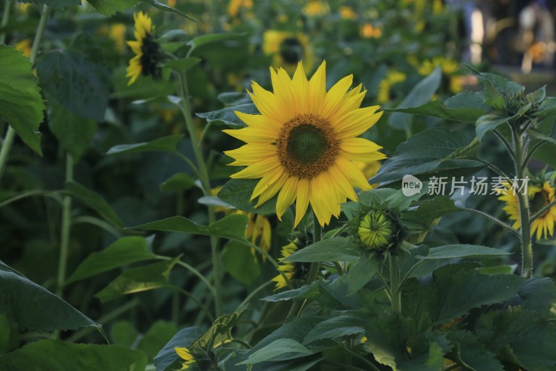 向日葵花 蜜峰采蜜向日葵 