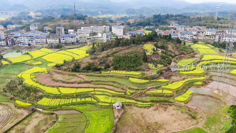 农业种植油菜花