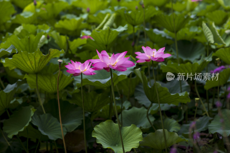 夏季公园荷塘荷叶丛中荷花特写