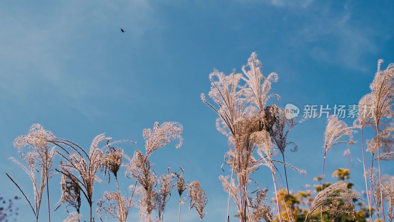 风中芦苇