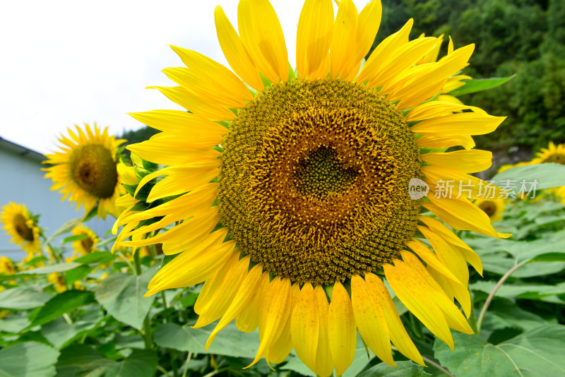 美丽田野田园太阳花葵花花朵向日葵