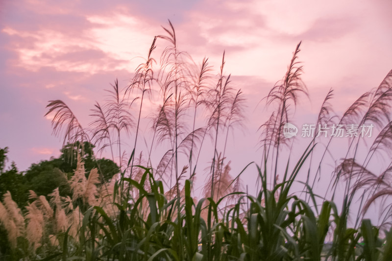 夕阳余晖下的芦苇荡