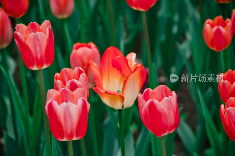 植物园的郁金香花卉特写