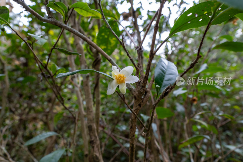 山林中绽放的白色花朵