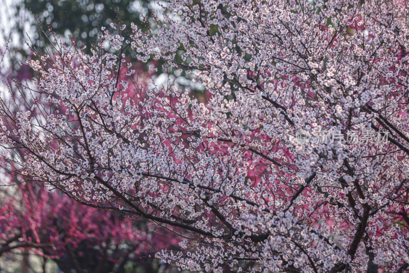 花开海上梅花节