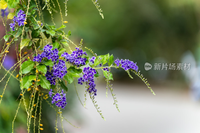 假连翘紫花植物特写