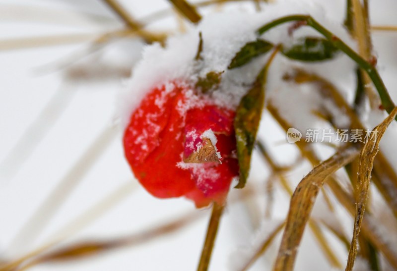 重庆酉阳：雪中月季花