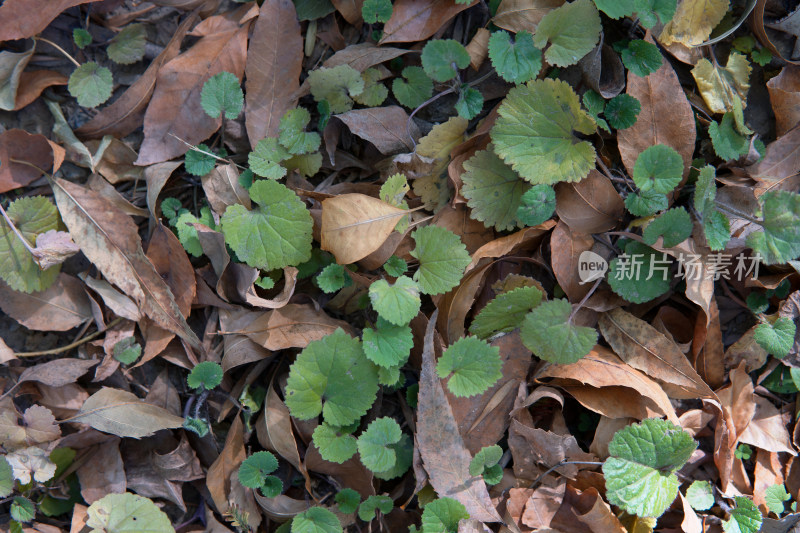 枯叶堆上生长出来的小绿草