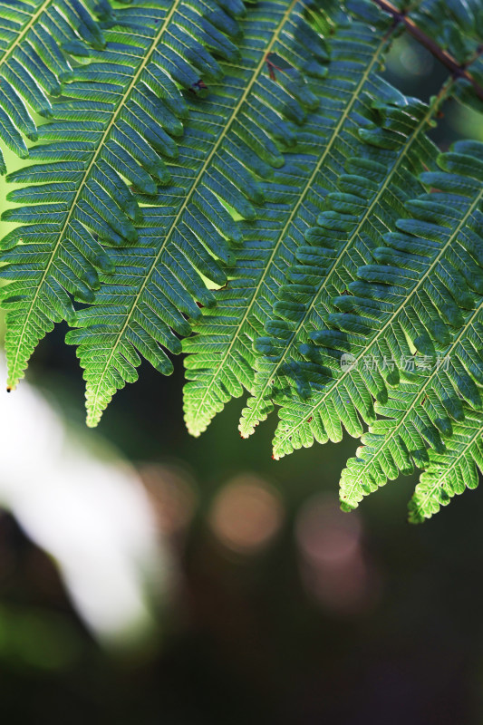 特写蕨类植物叶片光影