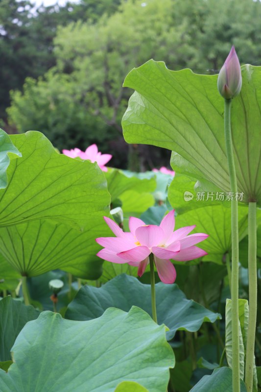 夏日荷花