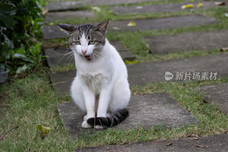 小猫特写