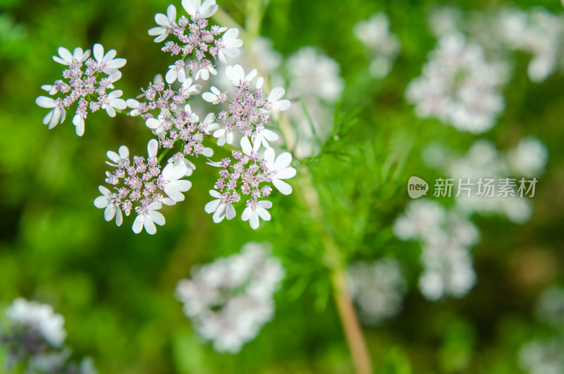 白色的香菜花开了