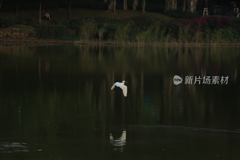 白鹭飞过平静湖面