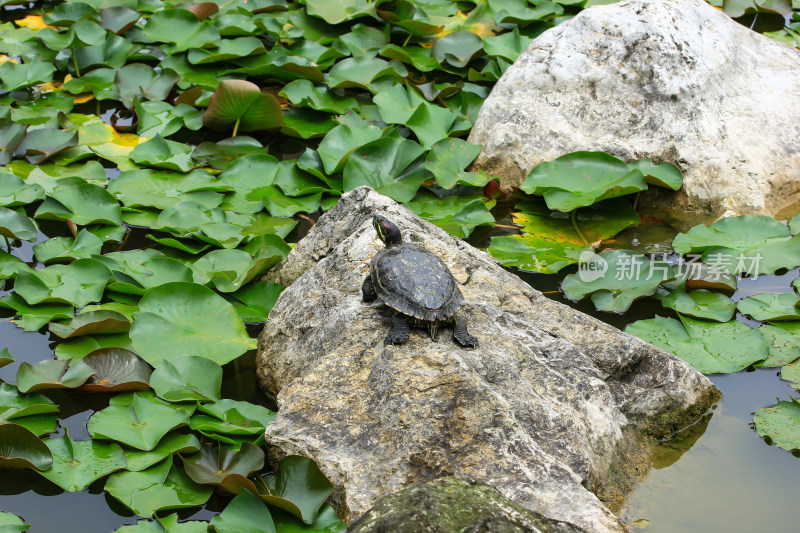 夏日莲塘的乌龟