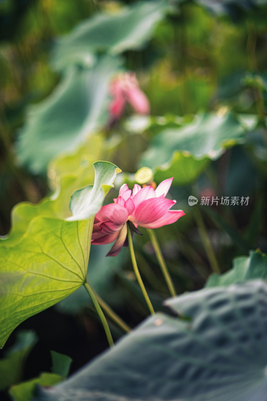 夏天雨后的荷花挂满水珠