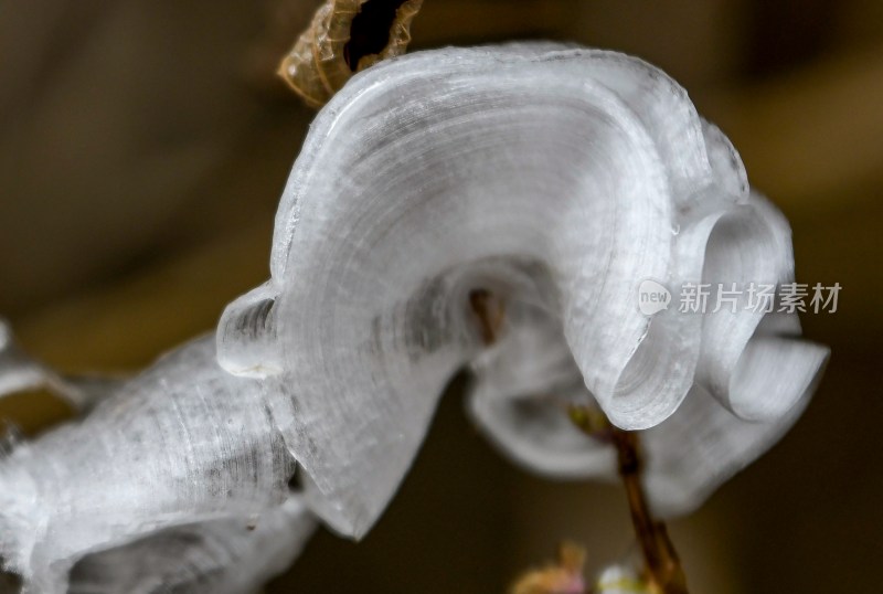 重庆酉阳：冰花