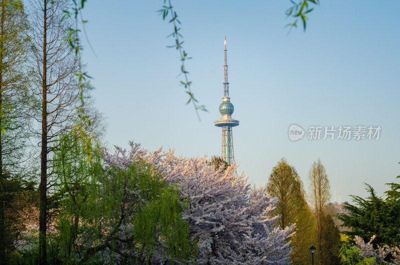 青岛中山公园春季风光