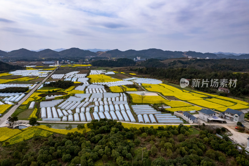 乡村田园油菜花大棚农业种植航拍图