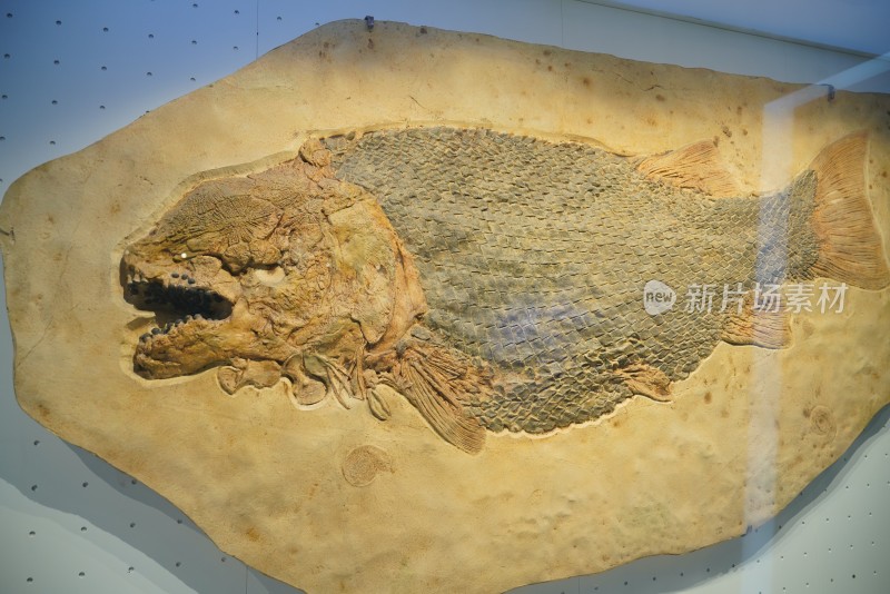 巨鳞鱼化石标本