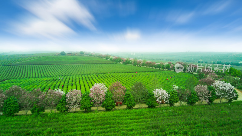 茶园茶山