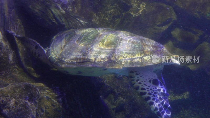 海洋馆大海龟海洋生物