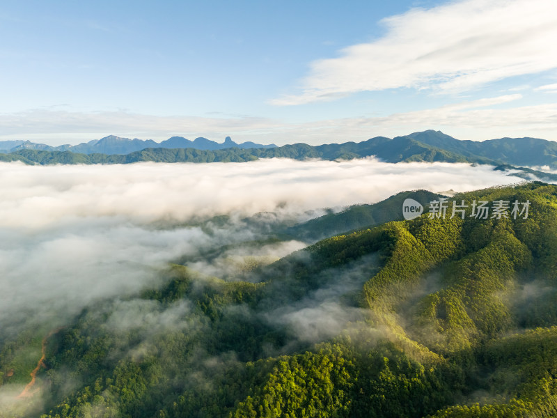 大山原生态高山云海森林绿美