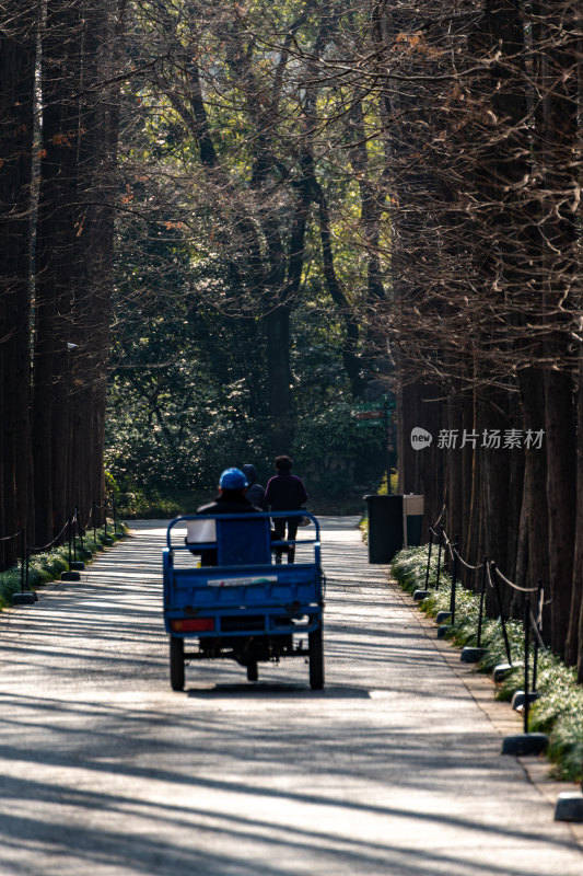 上海植物园冬天景观