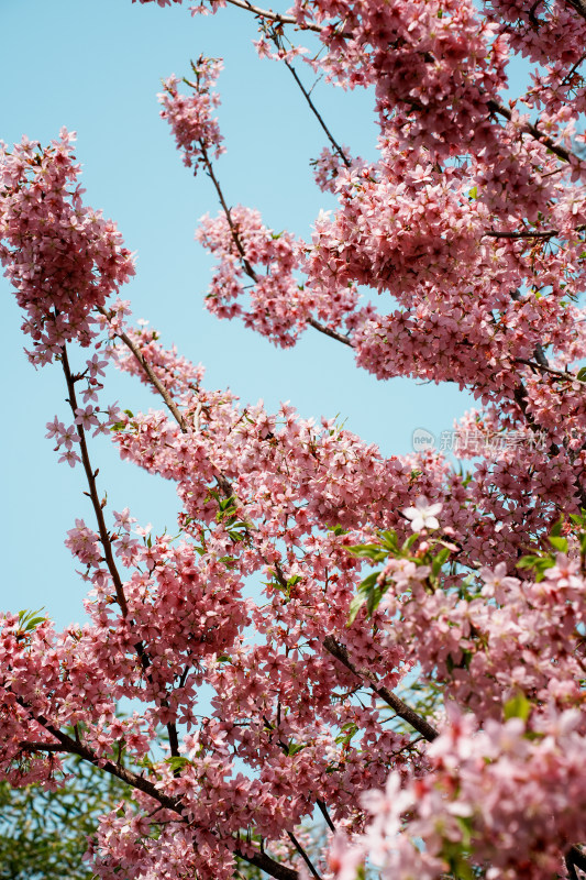 北京玉渊潭公园樱花节樱花