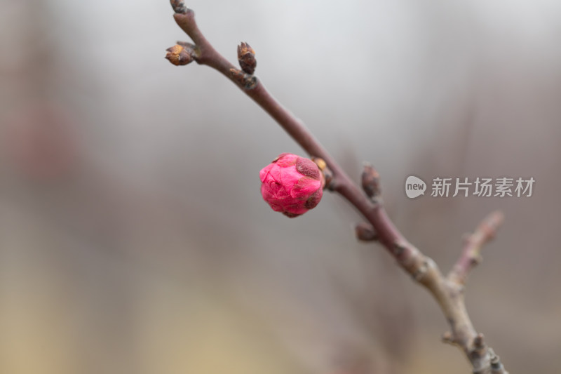 含苞待放的腊梅花