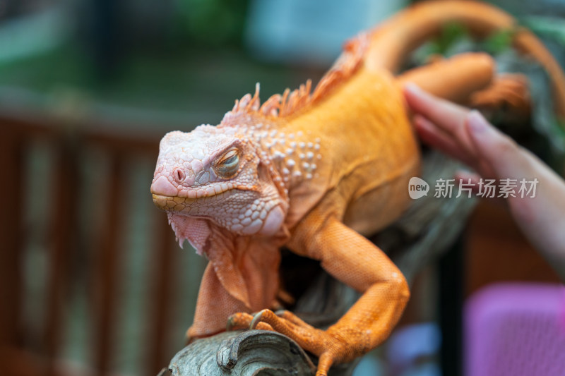 游客在清迈夜间动物园里抚摸橙色的鬣蜥