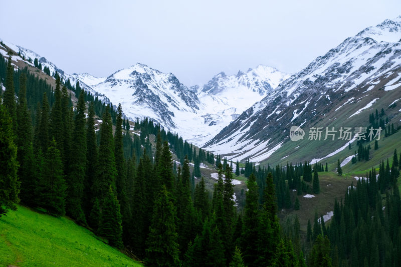 新疆伊犁那拉提雪山森林草原风光