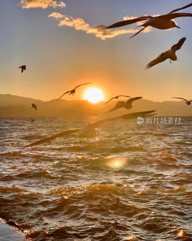 海鸥与夕阳