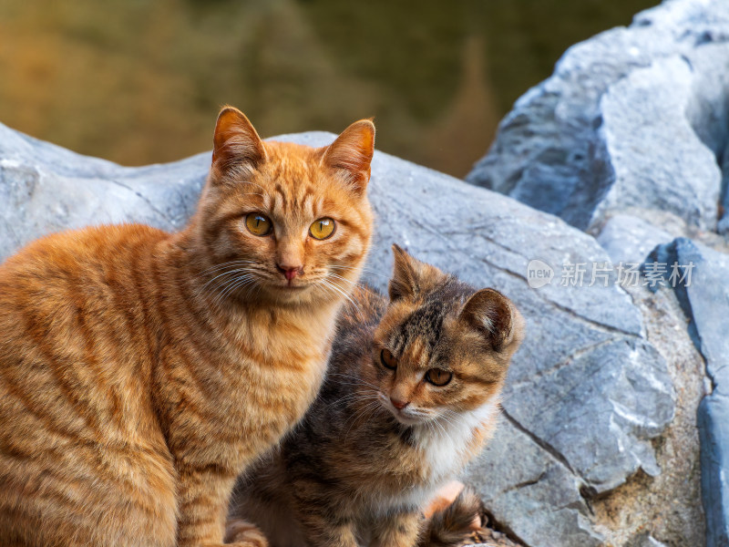 岩石旁两只猫咪特写