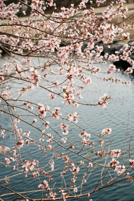 圆明园春天桃花桃树