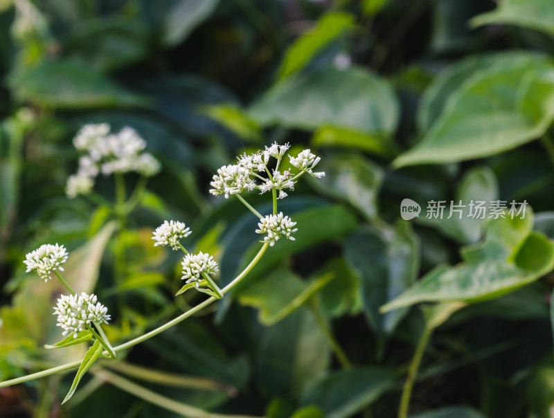 白色开花植物金荞麦特写