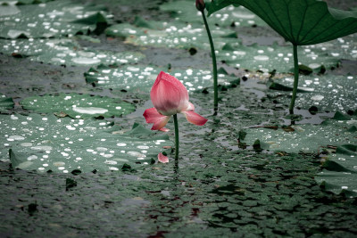 雨后荷花