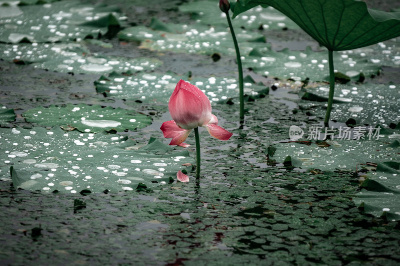 雨后荷花