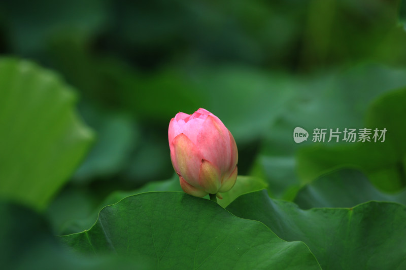 含苞待放的荷花花骨朵